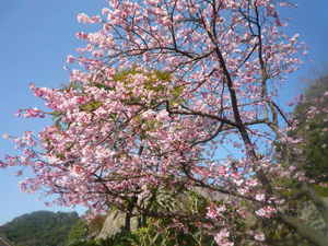 画像2 2255.jpg