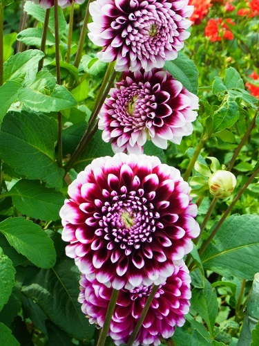 RIMG0699 (375x500).jpg