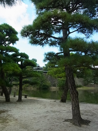 RIMG1125 (375x500).jpg