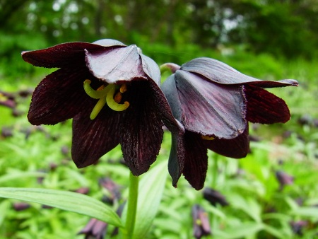 RIMG3792 (450x338).jpg