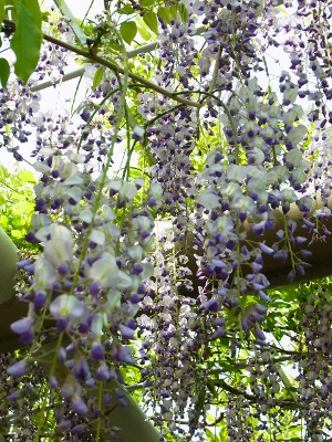 RIMG4241 (300x400).jpg