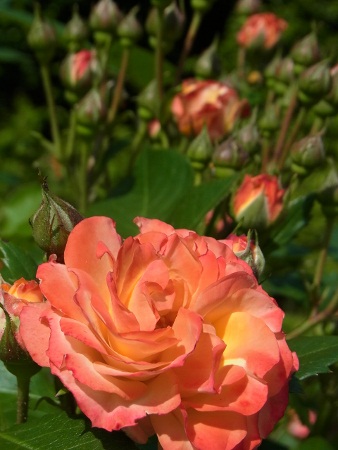 RIMG0336 (338x450).jpg