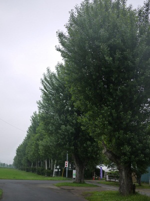 P1100140 (300x400).jpg