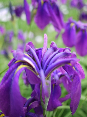 P1100150 (300x400).jpg