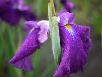 P1100182 (400x300) (350x263).jpg