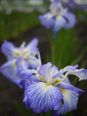 P1100189 (300x400).jpg