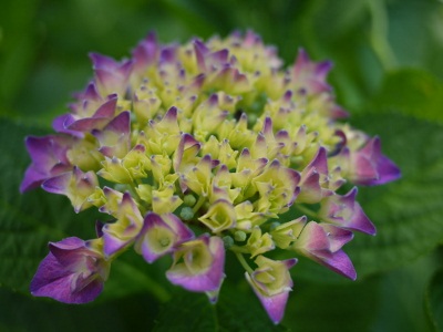 P1100273 (400x300).jpg