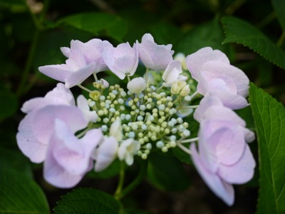 P1100270 (400x300).jpg