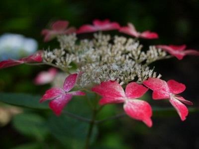 P1100284 (450x338) (400x300).jpg