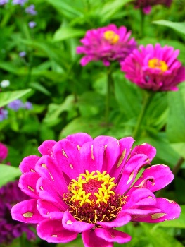 RIMG1241 (263x350).jpg