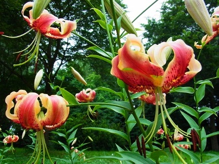 RIMG1312 (450x338).jpg