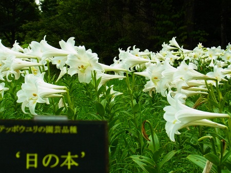 RIMG1333 (450x338).jpg