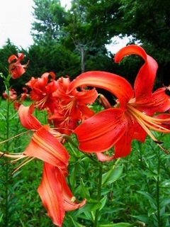 RIMG1314 (300x400) (263x350) (263x350) (240x320) (2).jpg