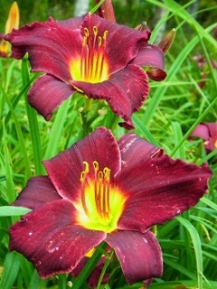RIMG1350 (300x400) (263x350) (240x320).jpg