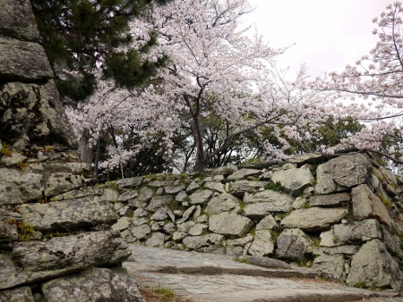 P1100635 (450x338).jpg