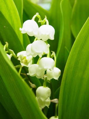 RIMG3809 (300x400).jpg
