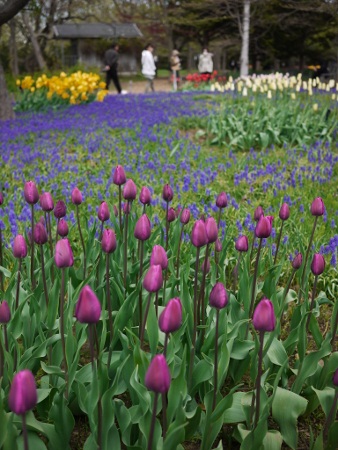 P1100986 (338x450).jpg