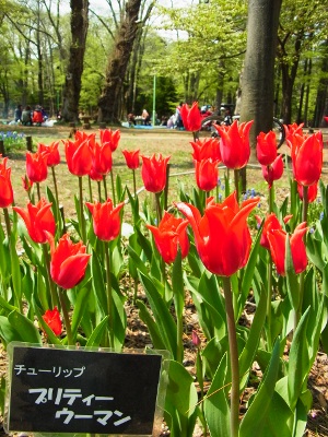RIMG3649 (300x400).jpg