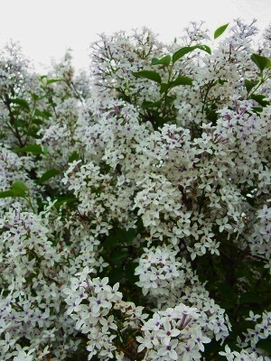 RIMG4218 (300x400).jpg