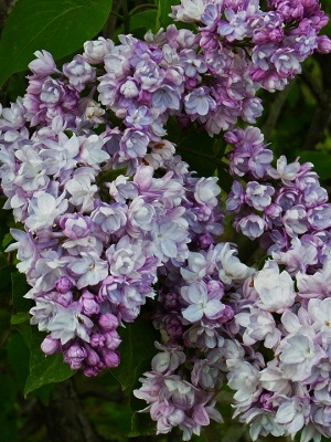 RIMG4222 (300x400).jpg