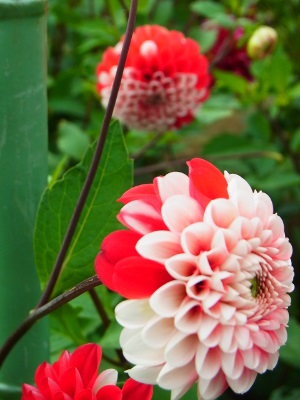 RIMG0715 (300x400).jpg
