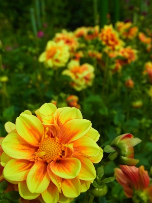 RIMG0726 (300x400).jpg