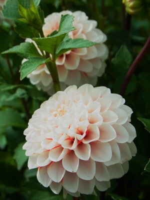 RIMG0687 (300x400).jpg