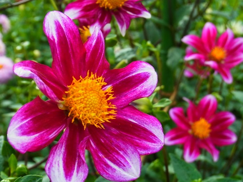 RIMG0708 (500x375).jpg
