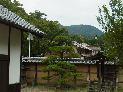 RIMG0865 (500x375).jpg