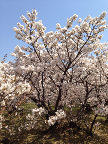 image-20140413141157.png